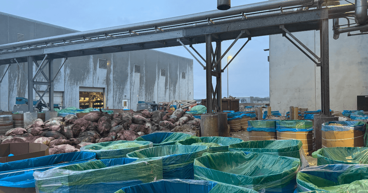 Piles of Dead Pigs and Wafting Sulphur Dioxide at an Iowa Pork Plant - Featured Image