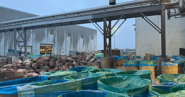 At an Iowa Pork Plant, Piles of Dead Pigs and Wafting Sulphur Dioxide - Featured Image