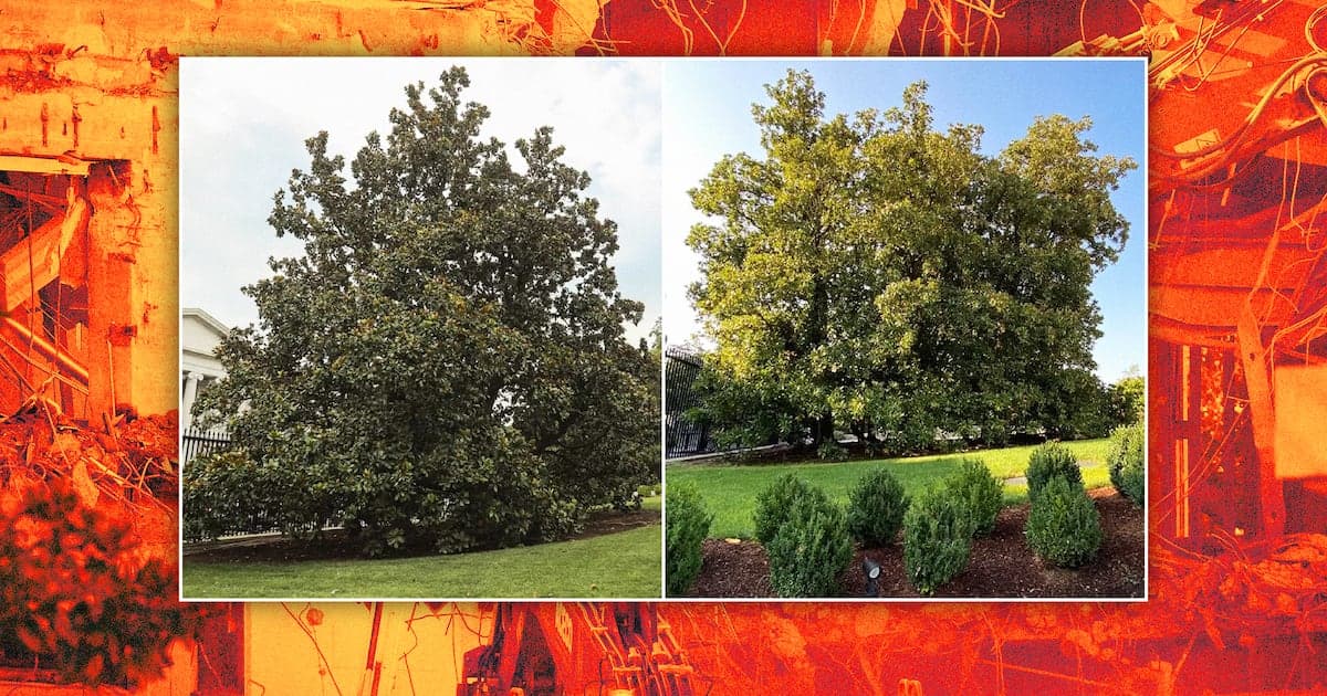 Trump Rips Out Presidents’ Historic Trees for New Ballroom - Featured Image