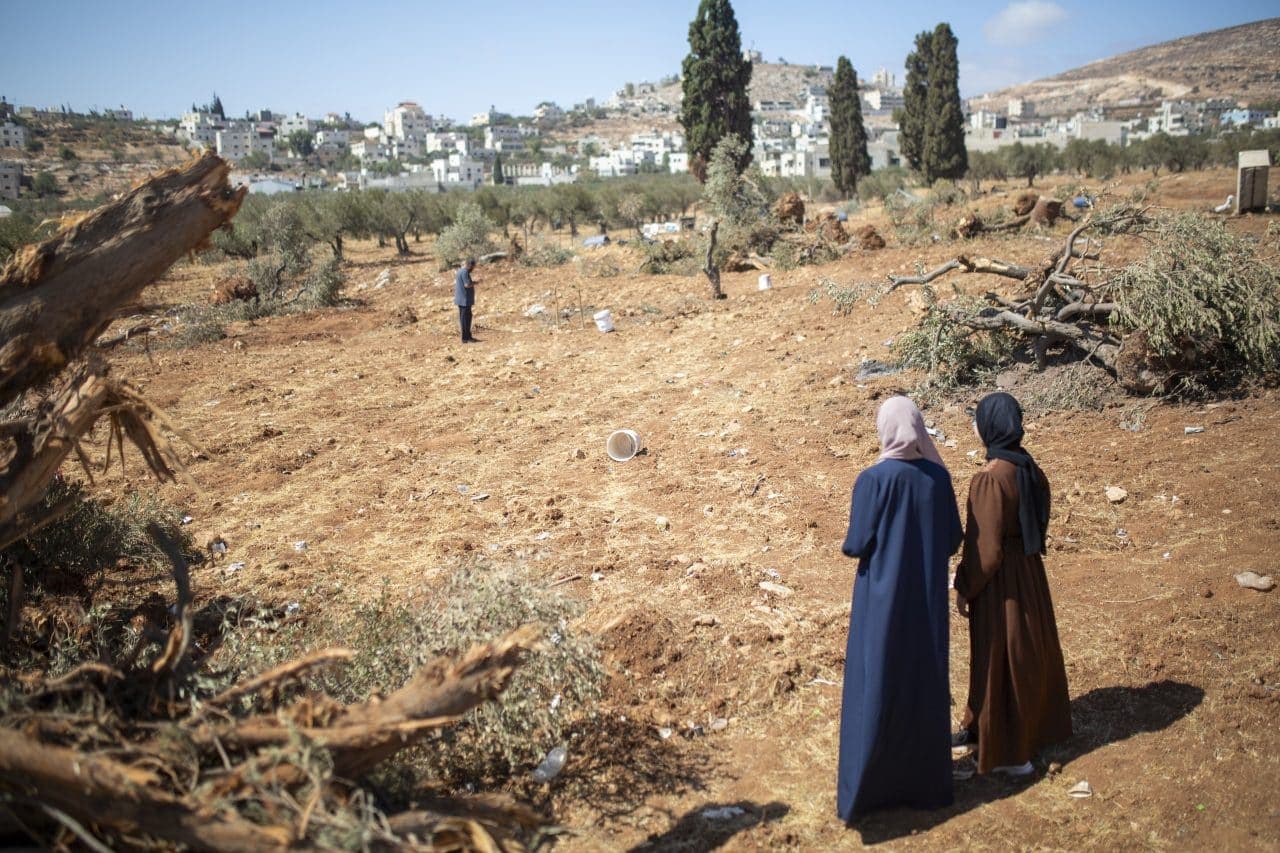 Israel wanted to punish a Palestinian village. So it destroyed 10,000 of its olive trees. - Featured Image