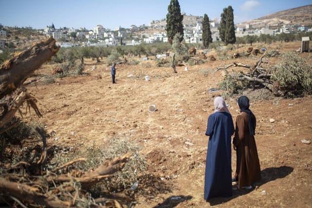 Israel wanted to punish a Palestinian village. So it destroyed 10,000 of its olive trees. - Featured Image