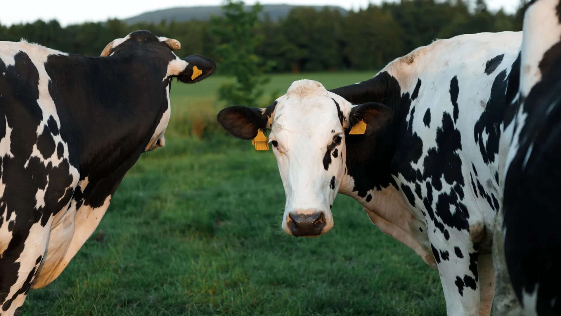 A once-in-a-generation discovery is transforming dairy farming | ScienceDaily - Featured Image