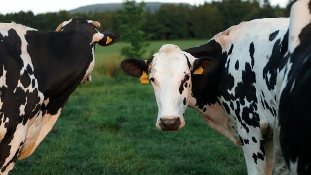 A once-in-a-generation discovery is transforming dairy farming | ScienceDaily - Featured Image
