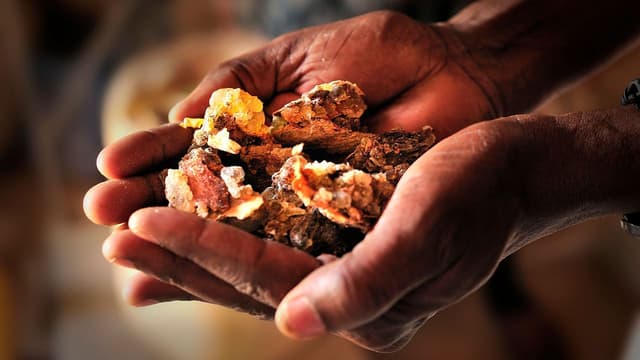 Why the world is running out of frankincense - Featured Image