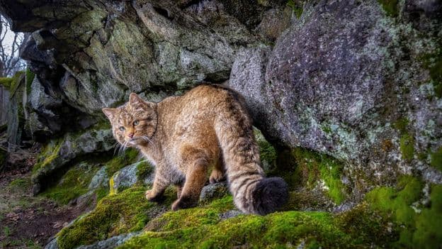 'This mysterious little beast is returning to our forests': Rare images of Europe's 'ghost cat' - Featured Image
