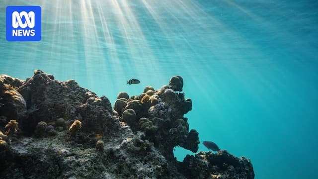 World's first legally binding treaty to protect oceans and marine life takes effect - ABC News - Featured Image
