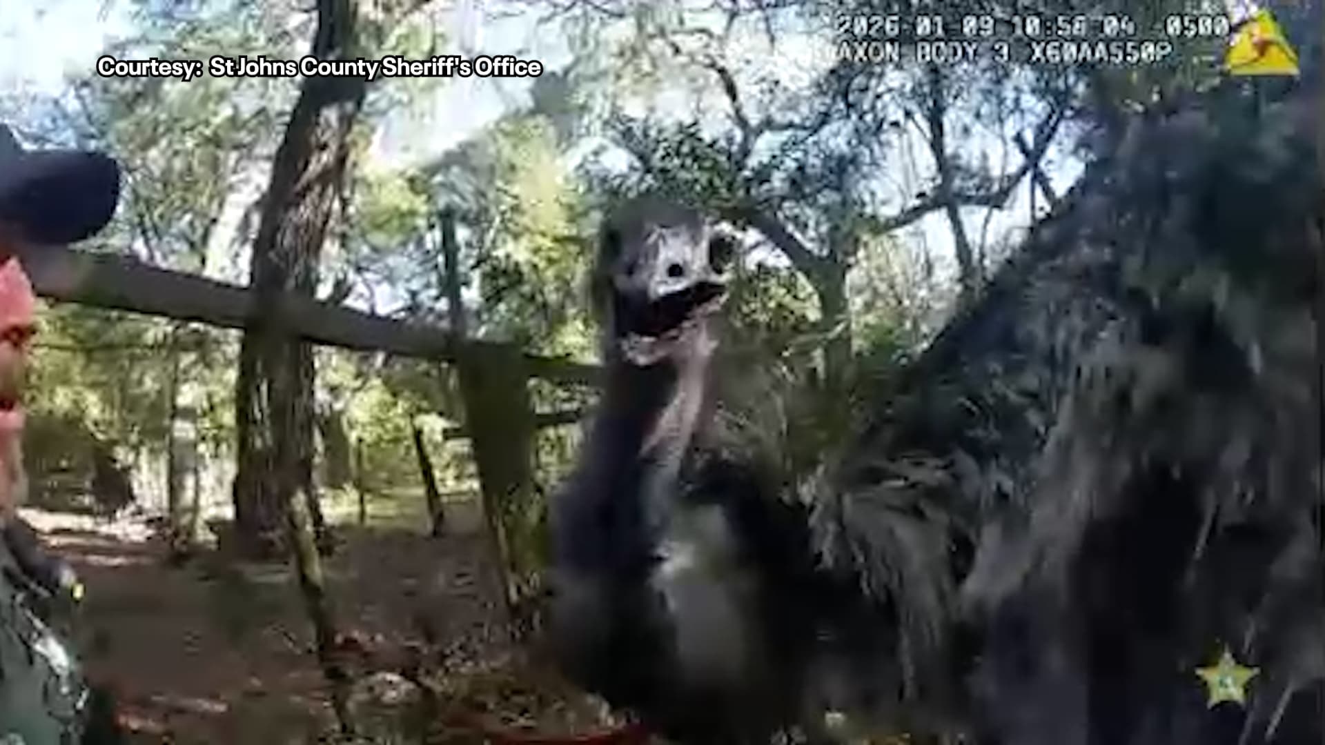 Florida deputy handcuffs runaway emu: 'This is definitely a new one' | FOX 13 Tampa Bay - Featured Image