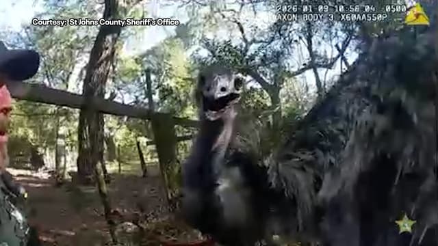 Florida deputy handcuffs runaway emu: 'This is definitely a new one' | FOX 13 Tampa Bay - Featured Image
