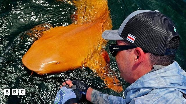 Rare bright orange shark discovered in Costa Rica - Featured Image