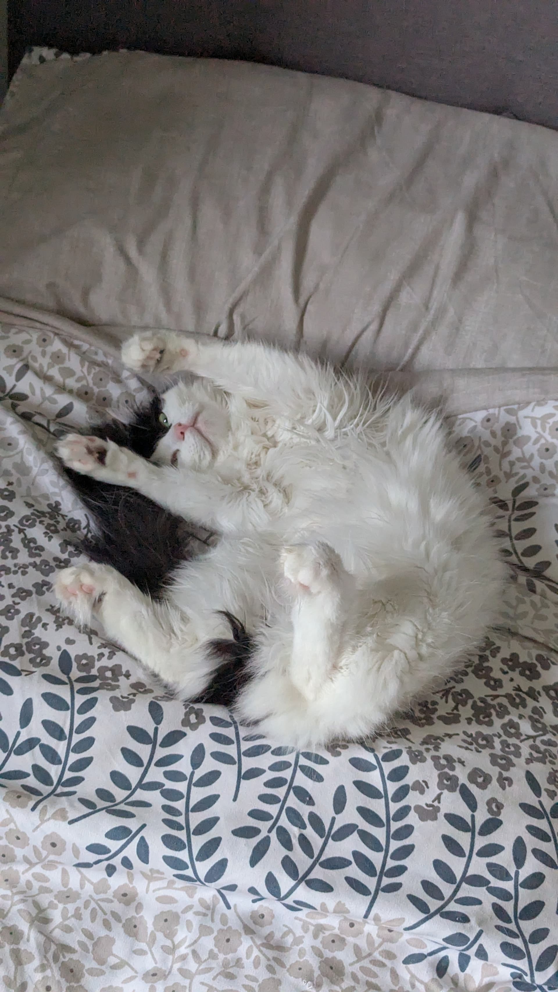 We need more cat pictures here! - Image