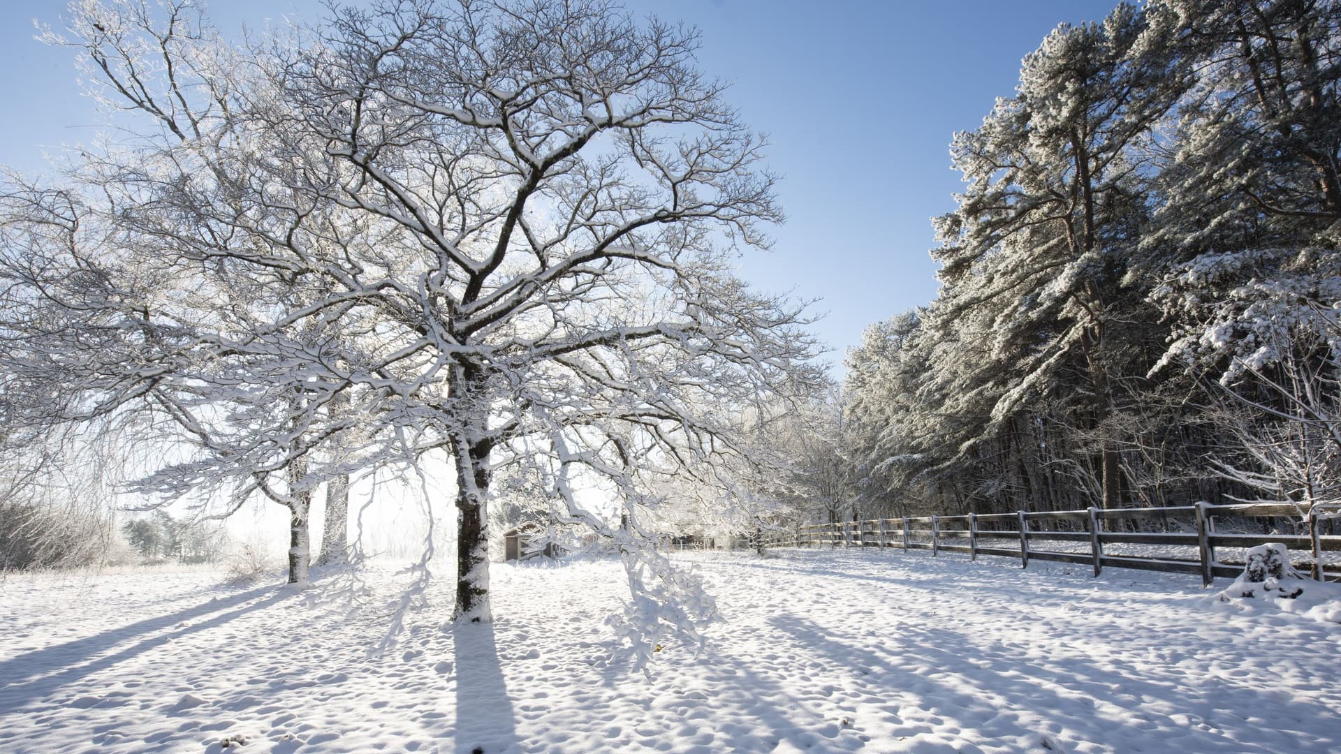 Arctic blast probably won't cause trees to explode in the cold — but here's what happens if and when they do go boom | Live Science - Featured Image