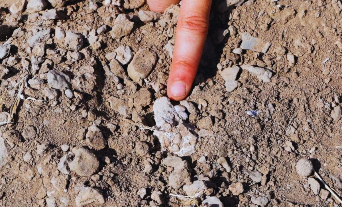 New Fossil Discovery Could Kick Lucy Out of the Human Family Tree - Featured Image