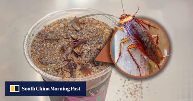 Cockroach coffee: China museum offers insect brew for US$6, assures patrons of its safety - Featured Image