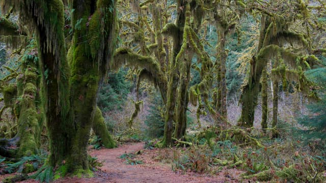 Thieves Are Making Off With Olympic National Forest's Rarest Trees - Featured Image