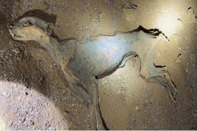 Ancient Mummified Cheetahs Found in Saudi Caves Rewrite the Species’ History — And Its Future | Discover Magazine - Featured Image