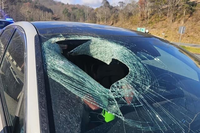 'I just had a bald eagle drop a cat through my windshield,' North Carolina driver tells 911 - Featured Image
