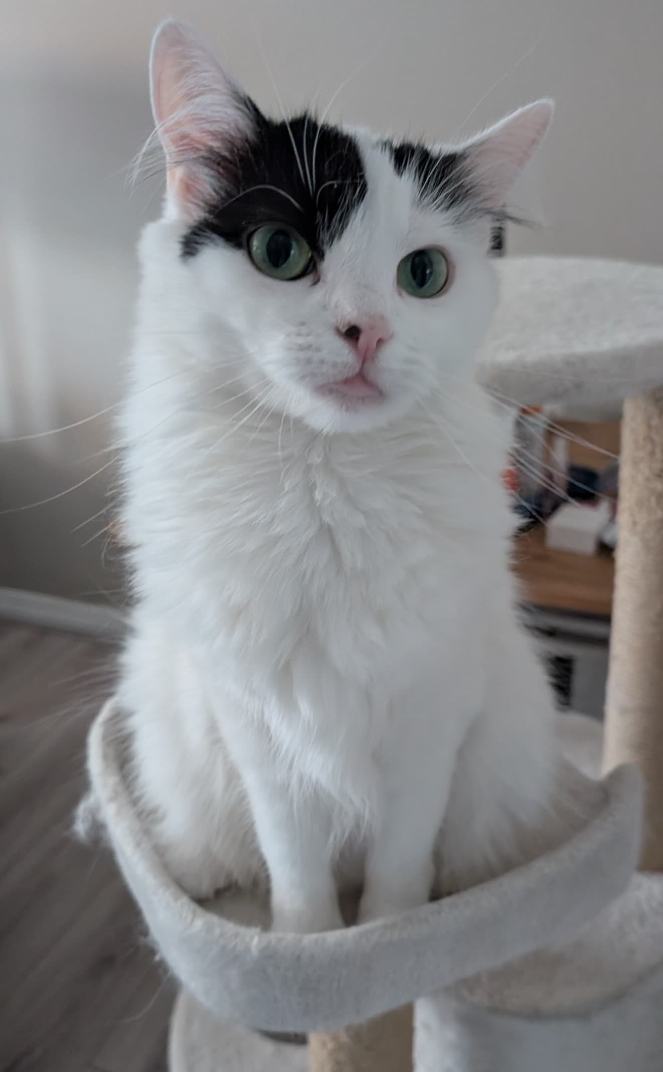 Happy Caturday everyone! - Image