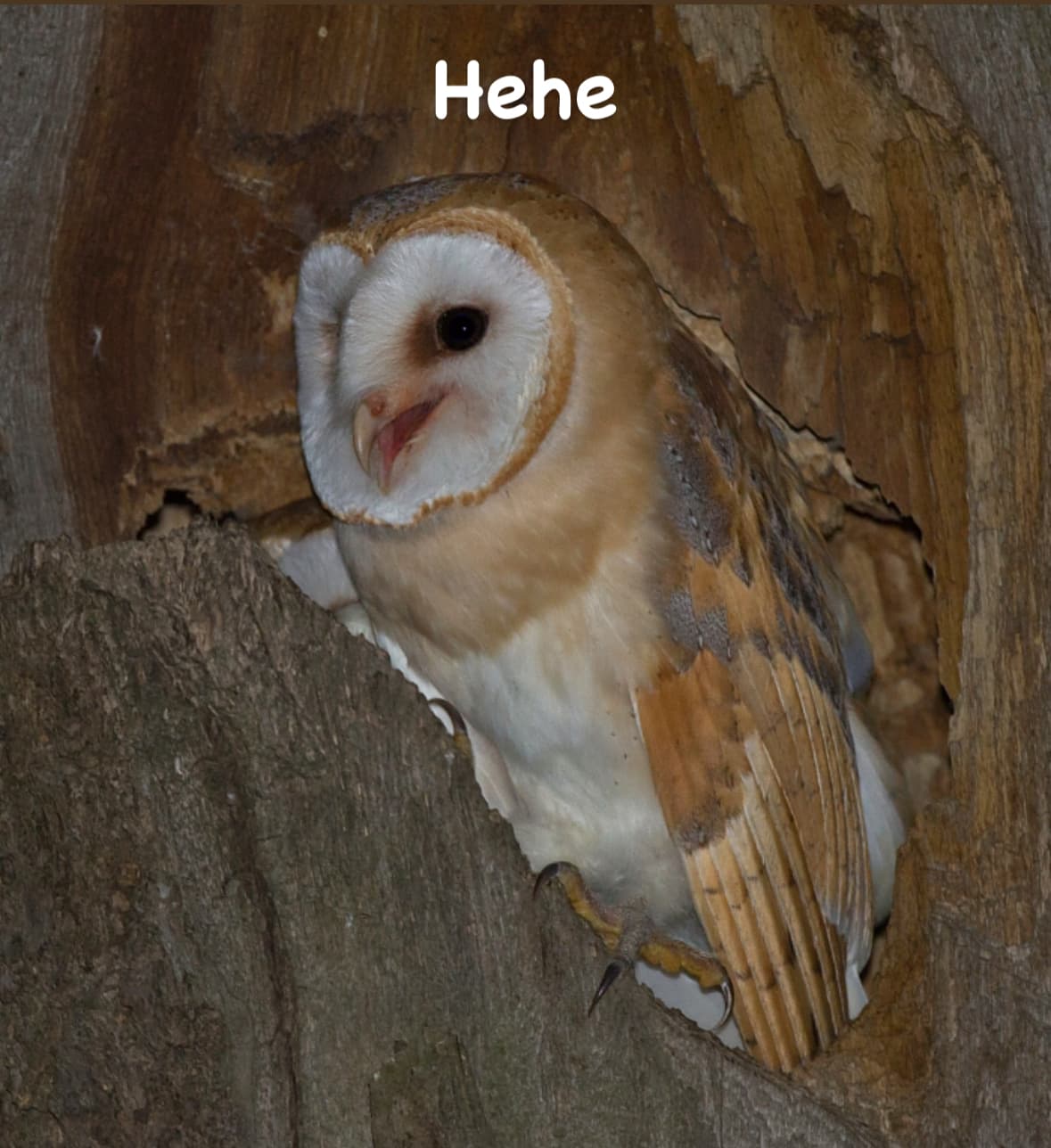 Is it a meme? - Image