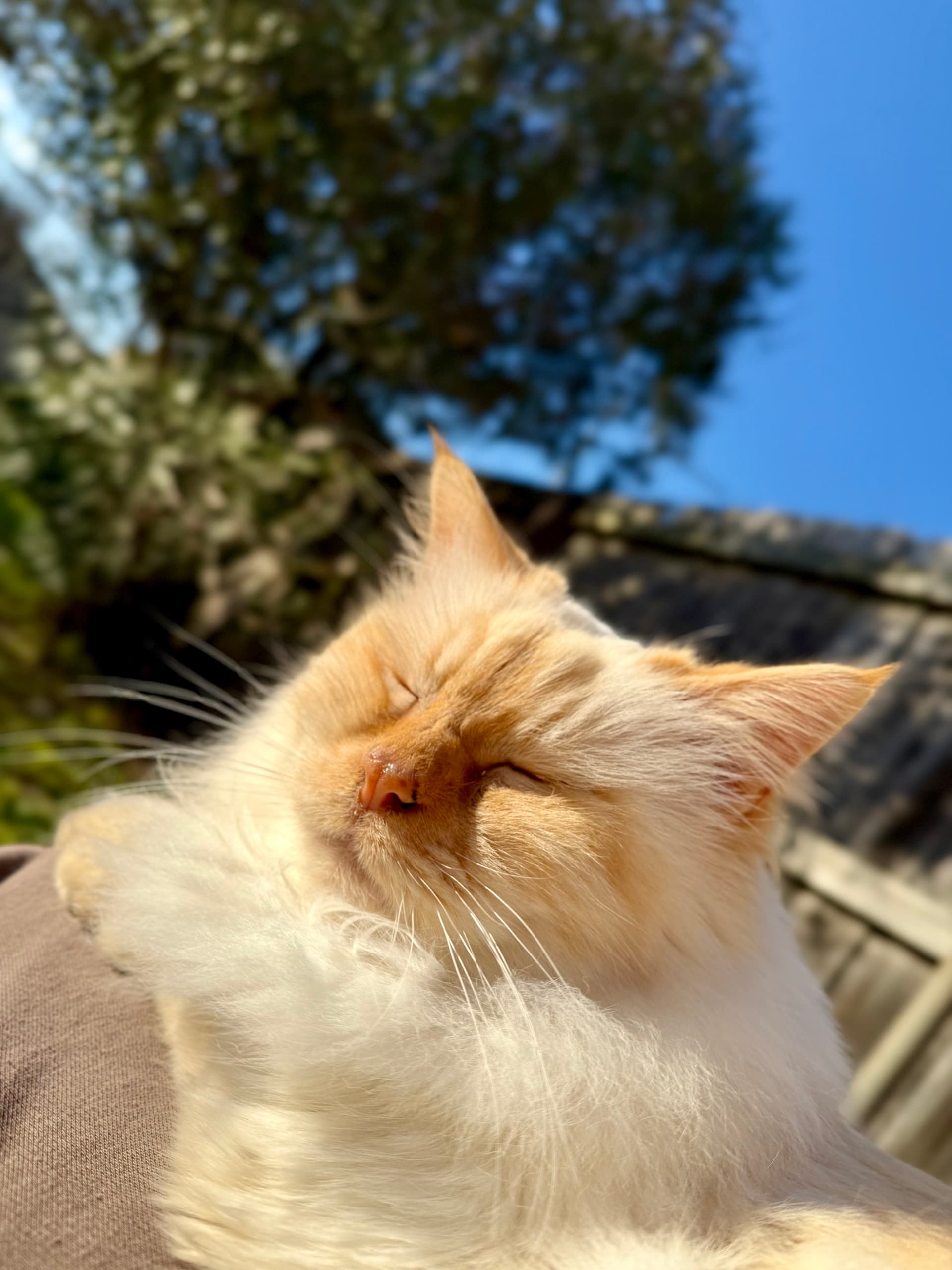 Nothing like enjoying winter sun - Image