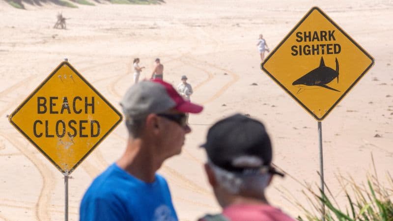 Four shark attacks in two days. Why Australia’s beaches are so dangerous this year | CNN - Featured Image