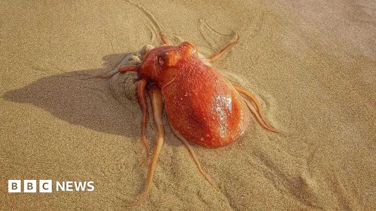 Rare octopus spotted on Tenby's North Beach before vanishing - BBC News - Featured Image