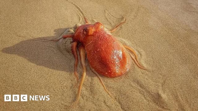 Rare octopus spotted on Tenby's North Beach before vanishing - BBC News - Featured Image