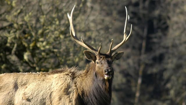 Oregon’s elk show genetic fortitude against a fast-moving and deadly disease - OPB - Featured Image
