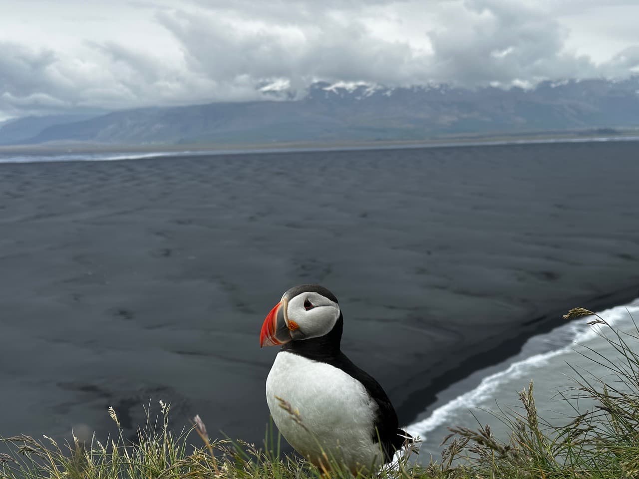 A Puffin on Iceland’s Southern Coast - Image