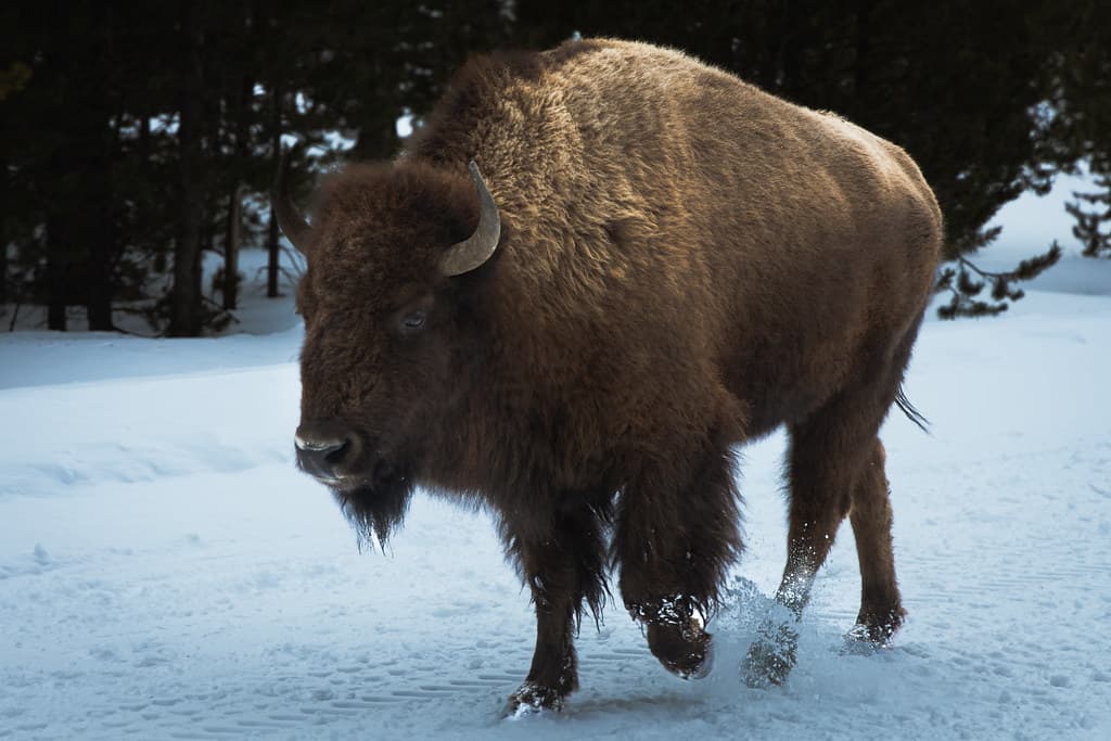 Close Up Bison - Featured Image