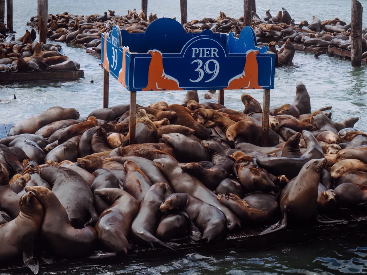 seals on san francisco pier - Image