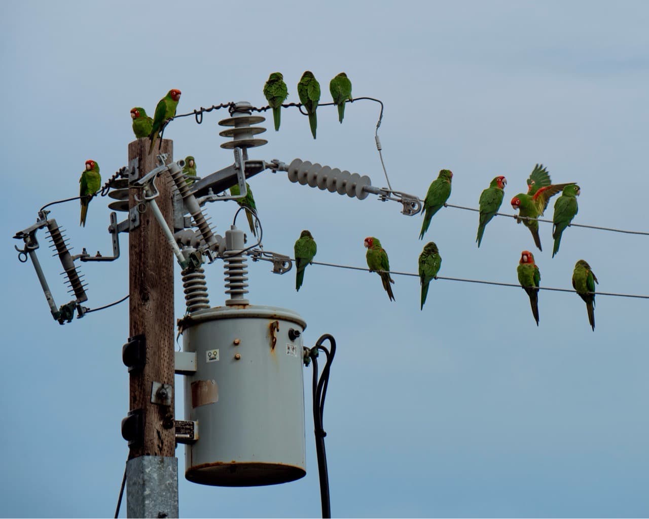 The Wild Parrots of Telegraph Hill, San Francisco - Image