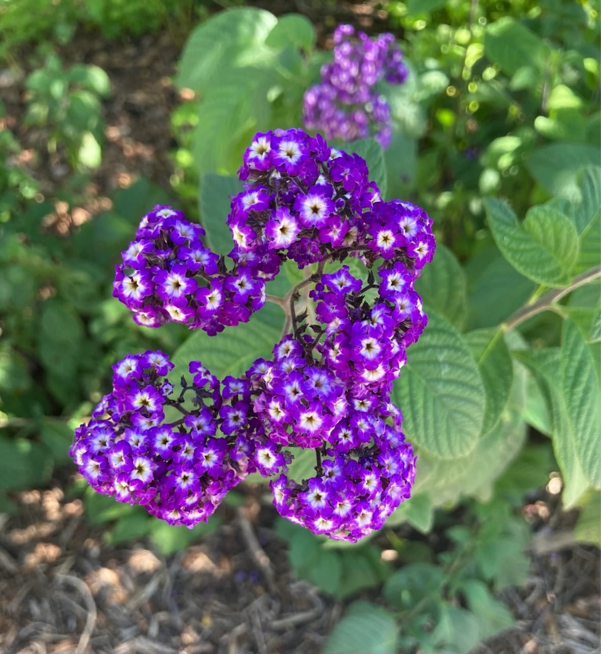 Just some flowers I thought looked cool - Image