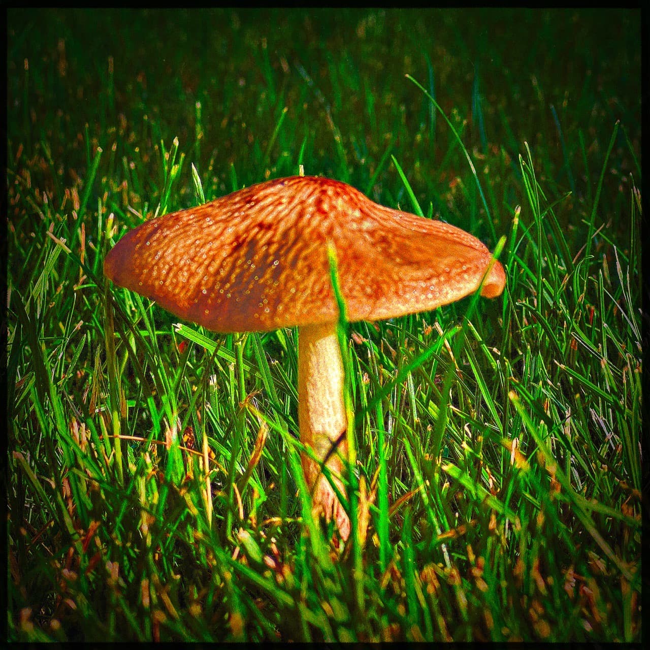 Mushroom growing randomly in the grass. - Image