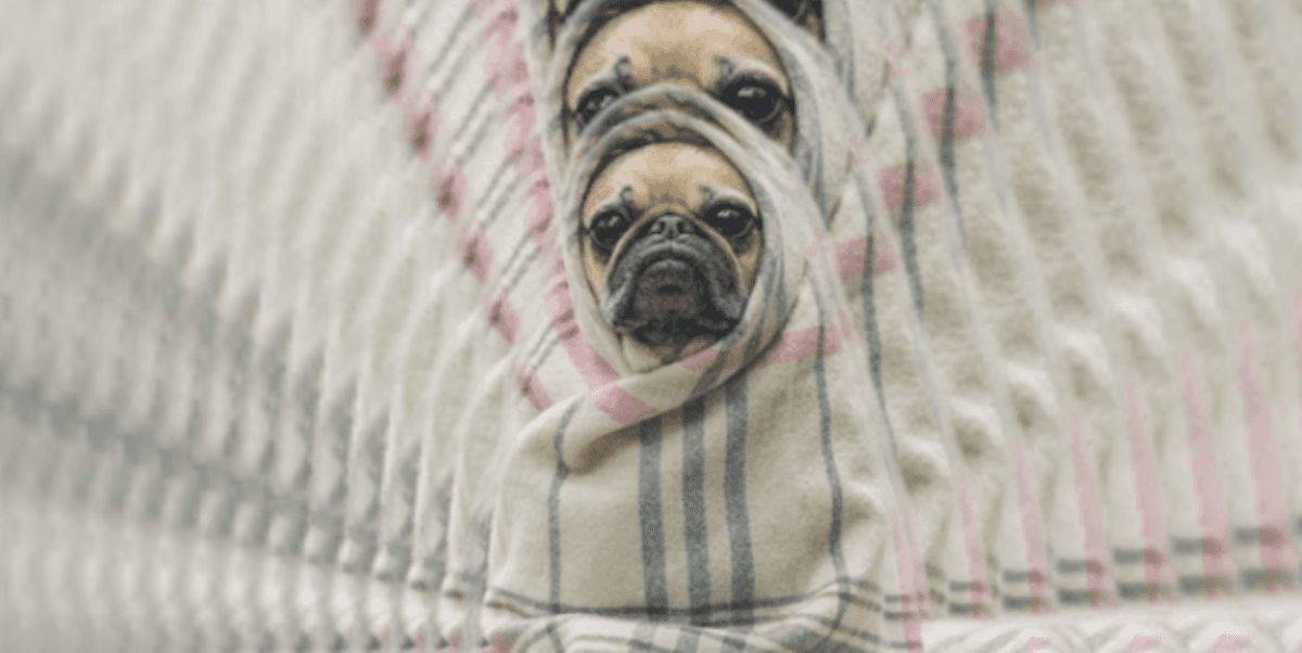 The Pug In A Rug - Featured Image