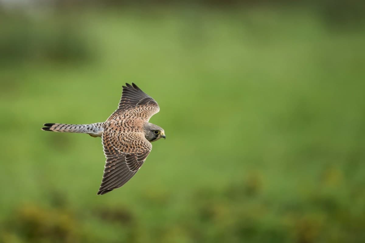 An Essential Part of Farming Has Two Wings and a Beak - InsideHook - Featured Image