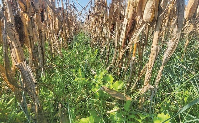 Can regenerative agriculture provide an income stream? - Featured Image