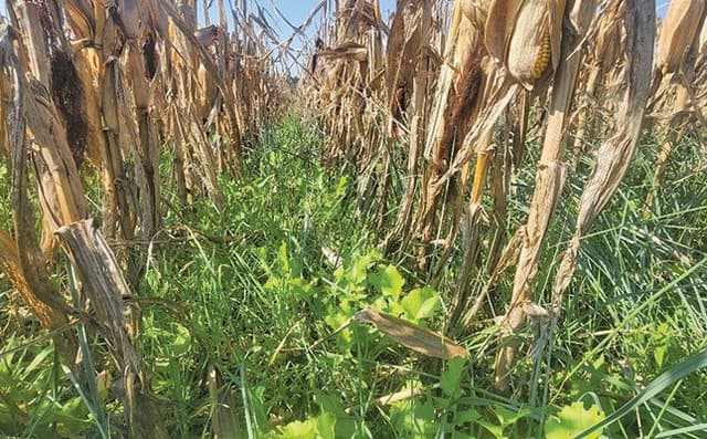 Can regenerative agriculture provide an income stream? - Featured Image