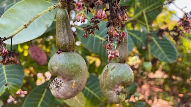 Farmers sound the alarm after key crop becomes nearly impossible to grow — here's what happened - Featured Image