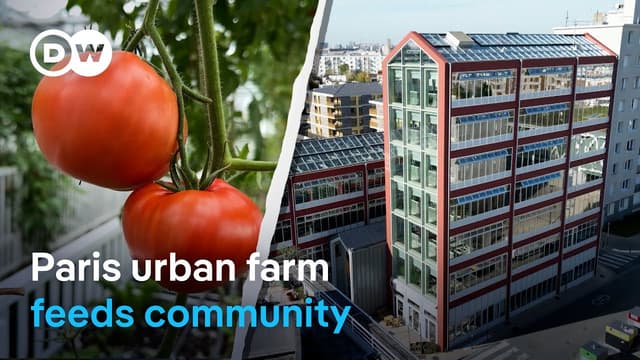 Paris urban farm feeds the city, and its community spirit | DW News - Featured Image