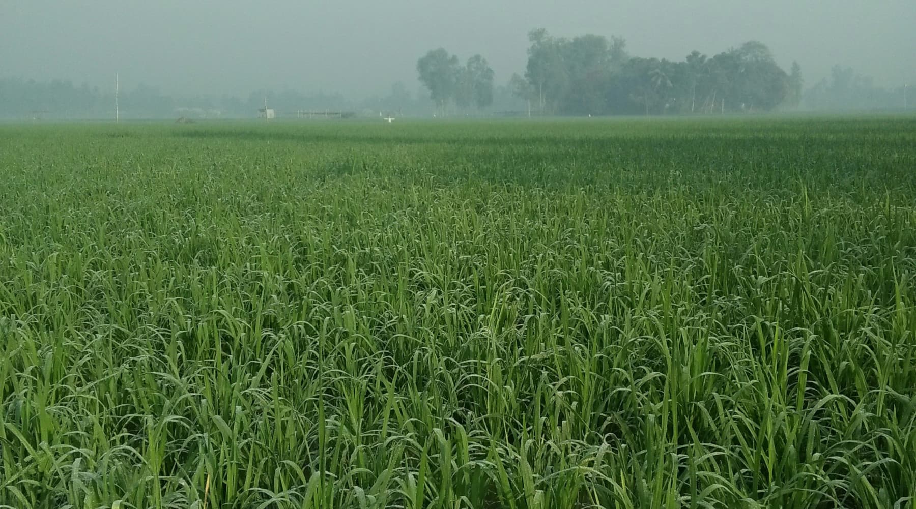 MDARD Accepting Applications for New Regenerative Agriculture Grant - Morning Ag Clips - Featured Image