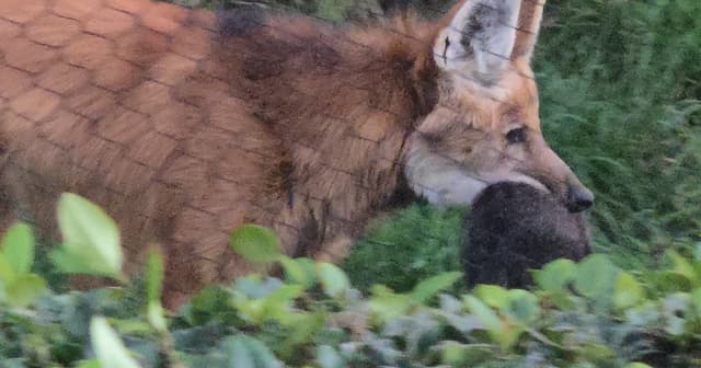 san diego: dialed in: Things To Do In San Diego: Thursday, January 15-Wednesday, January 21, 2026: Lion Cut | Emo Nite | Braxton Cook | Leavers | Mariachi El Bronx | Eric Hutchinson | Hauntu | City Of The Sun | Pinback | Fuzz | - Featured Image