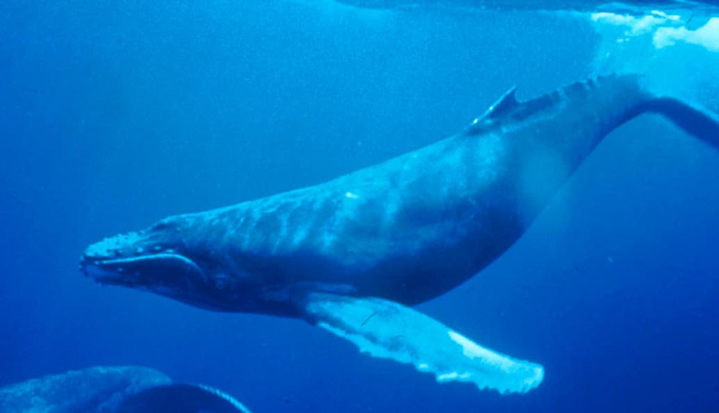 Humphrey the Whale - Wikipedia - Featured Image