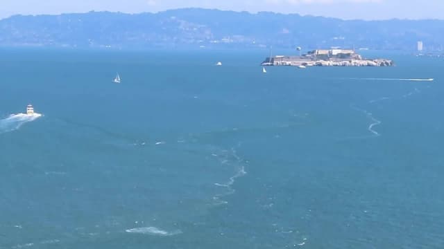 Breaching whale seen from Golden Gate Bridge - Featured Image