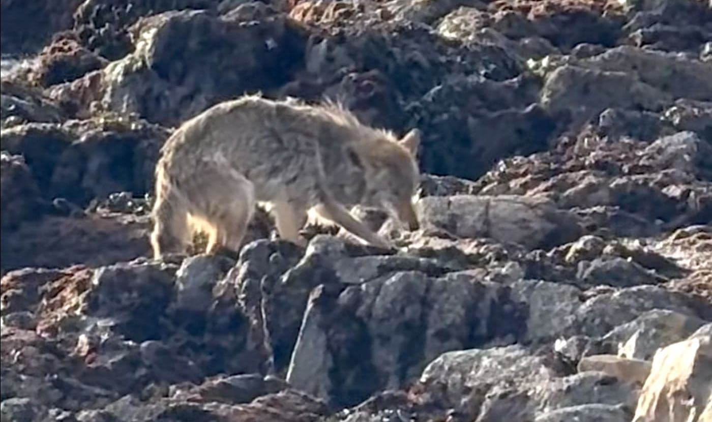 Bedraggled Coyote Filmed Stepping Foot on Alcatraz Island for the First Time in History - Featured Image