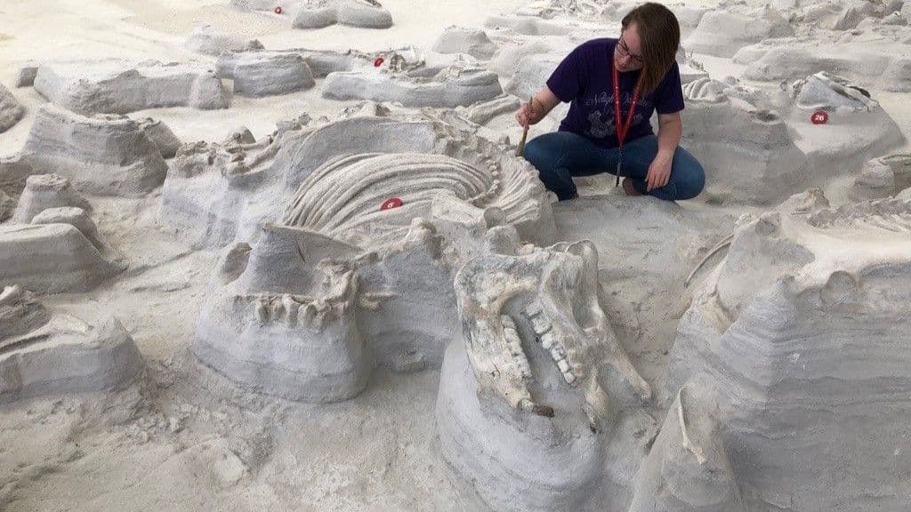 Large, bone-crushing dogs stalked 'Rhino Pompeii' after Yellowstone eruption 12 million years ago, ancient footprints reveal - Featured Image