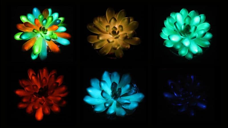 Scientists have created rechargeable, multicolored, glow-in-the-dark succulent plants - Featured Image