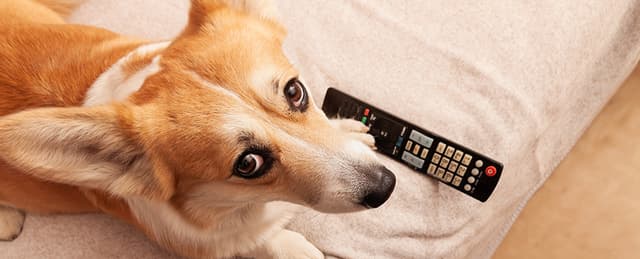 Your Dog May Prefer Certain TV Shows, Research Suggests - Featured Image