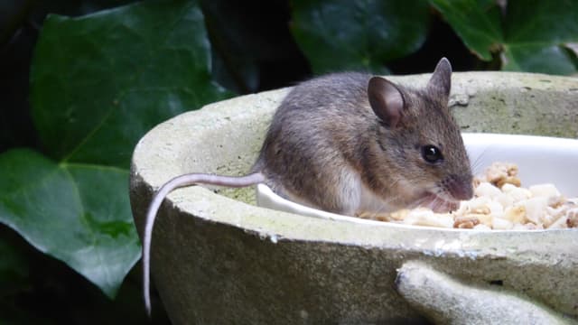 Changing one gene can restore some tissue regeneration to mice - Featured Image