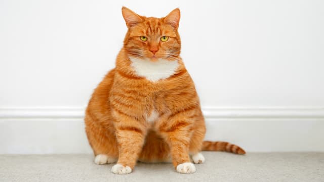 Weight loss drugs for cats? Company launches clinical trial of GLP-1 implants in cats - Featured Image