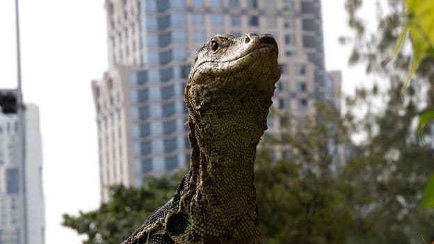 The giant reptiles reclaiming the world's most visited city - Featured Image